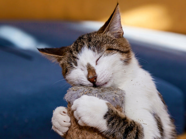 The Purpose Of Catnip